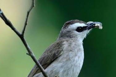 Cara Cepat Melatih Burung Trucukan Liar Makan Voer / apur