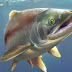Sabertooth Fish - Saber Tooth Fish