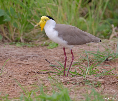 Avefría militar (Vanellus miles)