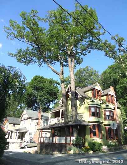 tree in Tabor