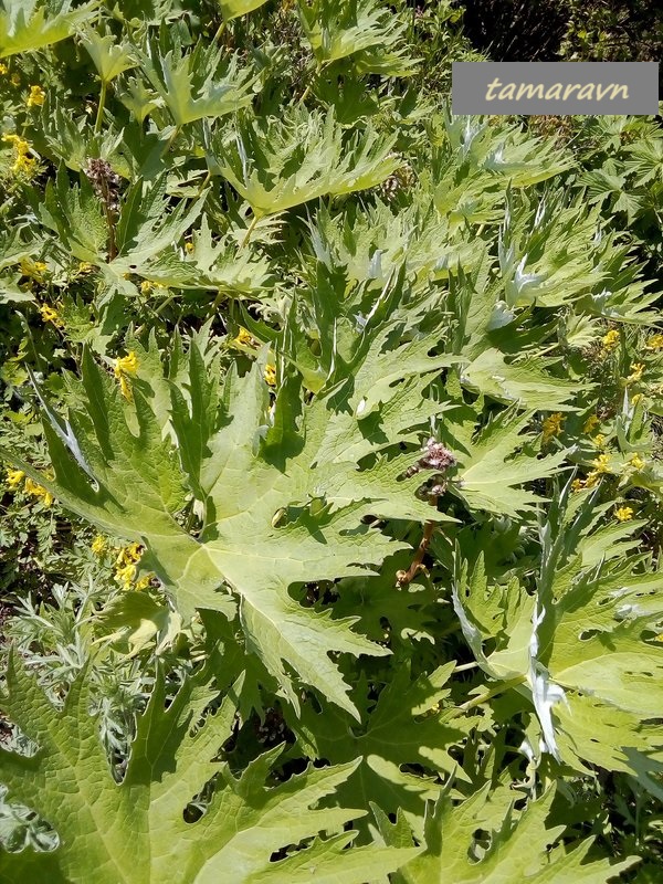 Белокопытник Татеваки (Petasites tatewakianus)