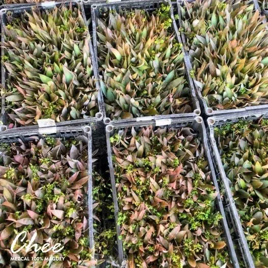 plantitas de maguey tobalá