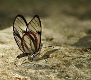 butterfly photo by mbgphoto