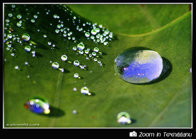 Morning dew drops on a caladium