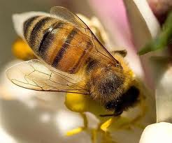 Perawatan Kecantikan dengan Racun Lebah