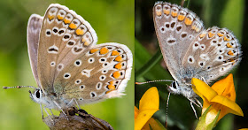 Common Blue butterfly, Polyommatus icarus, and Brown Argus, Aricia agestis.