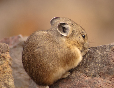  Amazing facts Hares,rabbit, pika