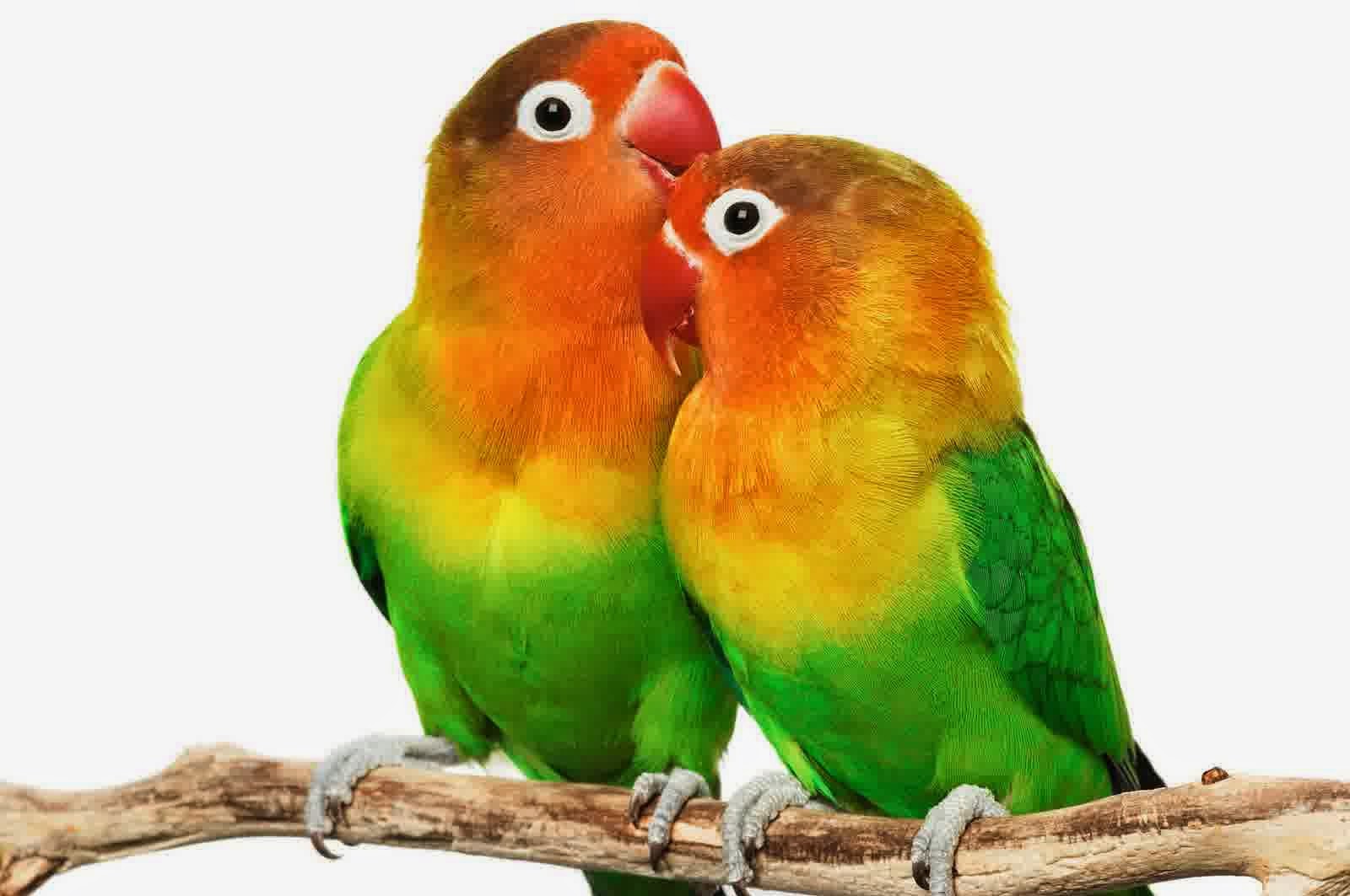 Om Hoby Warna  Warni Burung  Love Bird