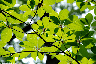 Fresh green, in Kyoto