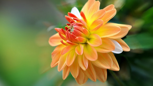 Flor Dahlia o Dalia Amarilla