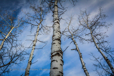 Black Hills Photography, Trees, Vertical Line Photography, South Dakota