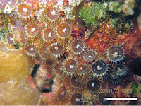 http://sciencythoughts.blogspot.co.uk/2014/04/two-new-species-of-zoanthid-coral-from.html