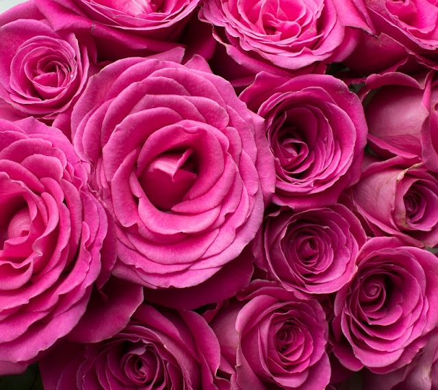 pink-rose-wallpaper