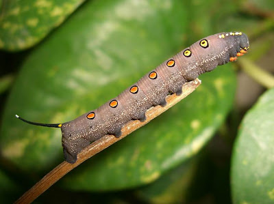 Brown caterpillar with red and yellow dots