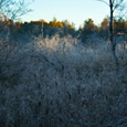 Vis album