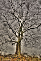 Faery Tree by Mark Routt Photography