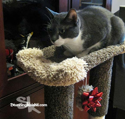 Feral Friday Flashback: Christmas in July!