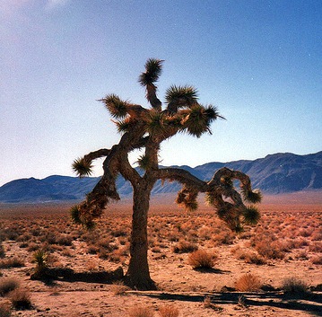 joshua-tree-4