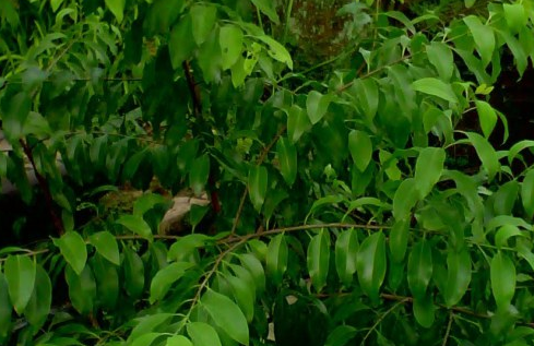 Gambar Pohon Cendana Dan Manfaatnya Gambar Bagian Tumbuhan