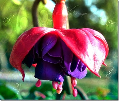 Fushia_Skirt