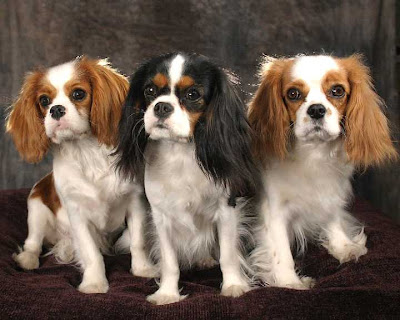 King Charles Spaniel