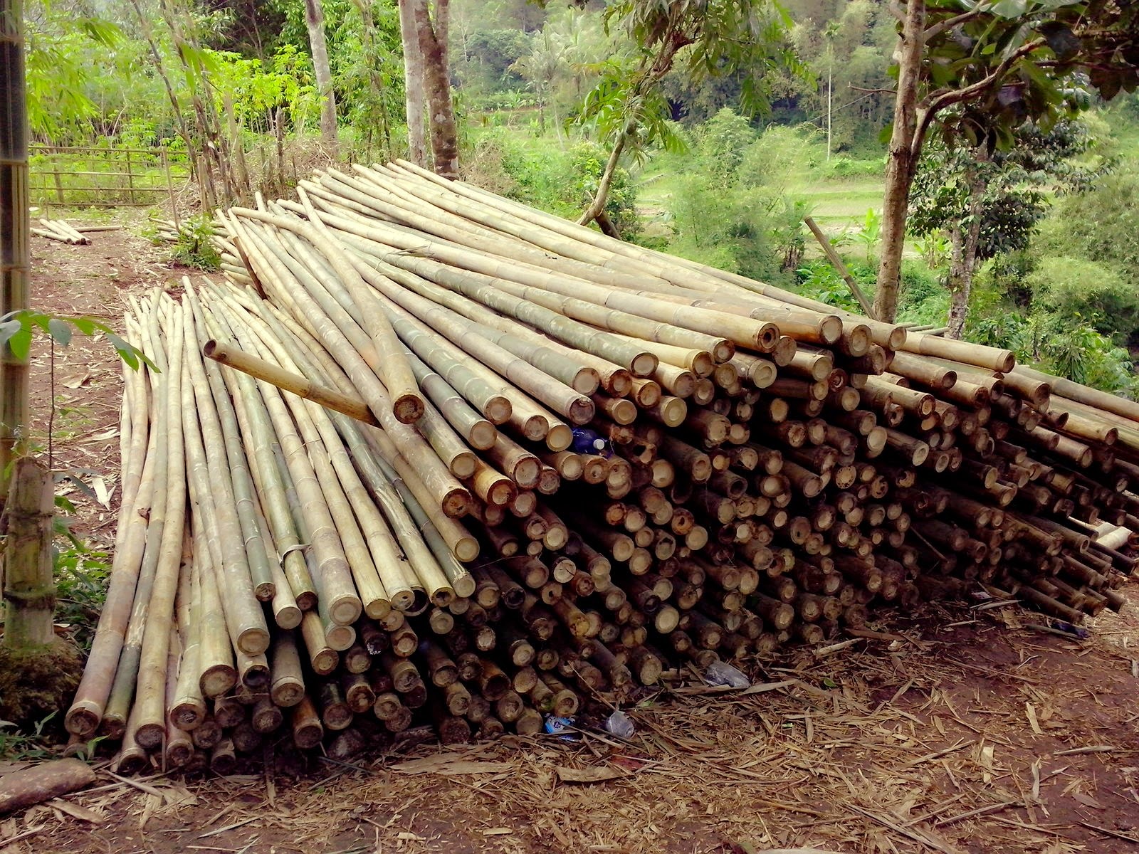 Kang Ujang JUAL BAMBU  PARTAI BESAR  DENGAN BERBAGAI JENIS 