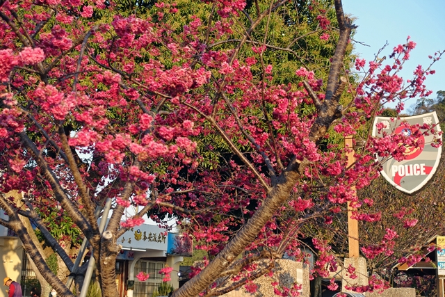 泰安派出所櫻花~台中景點、浪漫賞櫻