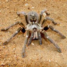 baboon spider