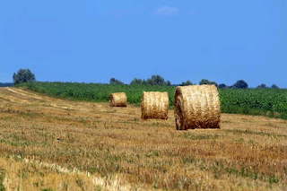 Effects of agricultural activities on ecological system