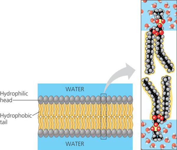 plant cell membrane. dresses Plant Cell Structure