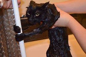 Adorable cats and dogs who really hate bath time (40 pics), funny pet pictures, cats hate baths pictures