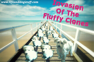 Invasion the Fluffy clones 