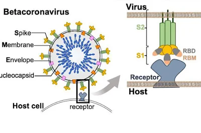 Na estrutura do Coronavírus, as proteínas de pico viral interagem com a célula hospedeira para mediar a entrada por meio de um domínio de ligação ao receptor (RBD) e motivo (RBM). Os pesquisadores conduziram análises de redes do genoma para entender melhor as portas de entrada do vírus.