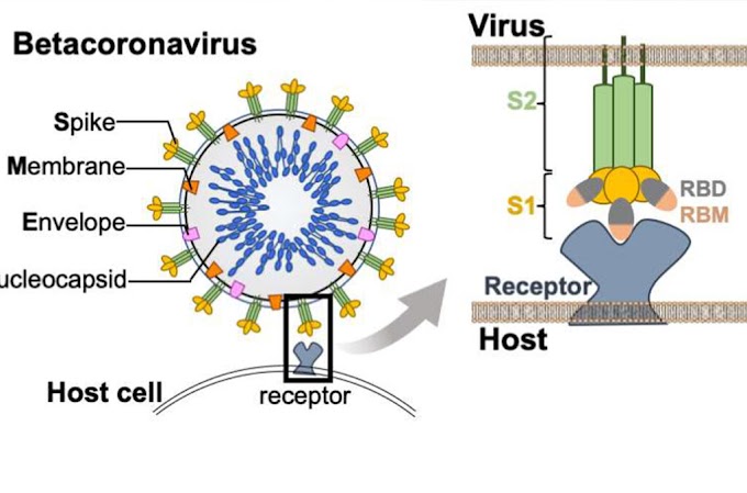 Pesquisadores encontram pistas para novos mecanismos de infecções por coronavírus