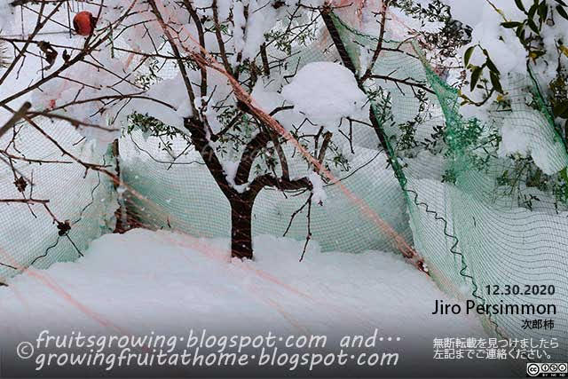 次郎柿の木に雪が積もった様子