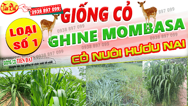 7 Loại giống cỏ nuôi hươu nai năng suất cao nhất tại Việt Nam