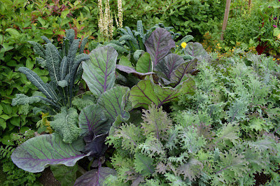 Nero di Toscana, Kalibos, Red Russian, Brassica oleracea, Brassica napus