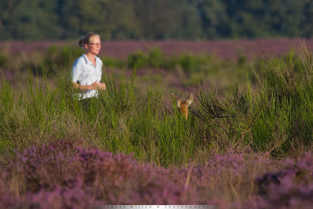 Roe Deer watching Runner