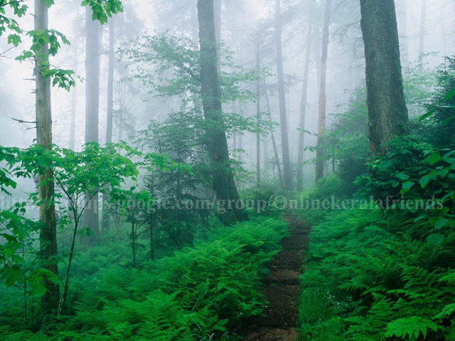 Appalachian Trail Along Foggy Ridge