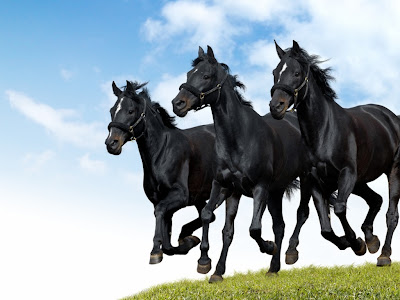 Horses Wallpaper