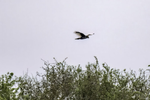 Marsh harrier