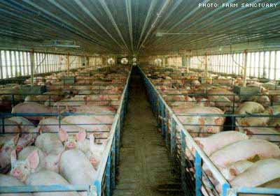 Pig Farming, Pig Farming In Nigeria