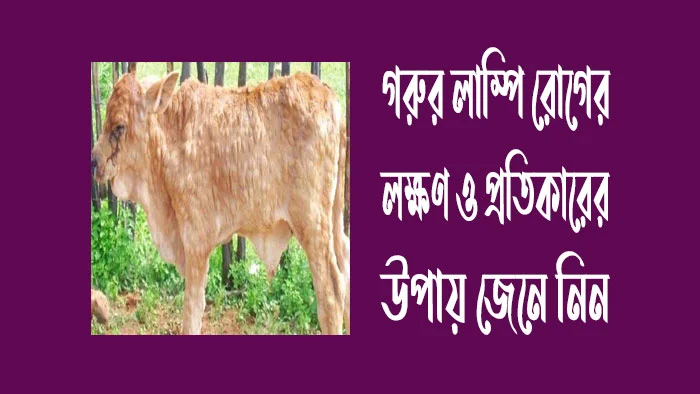 গরুর লাম্পি রোগের লক্ষণ ও প্রতিকারের উপায় জেনে নিন