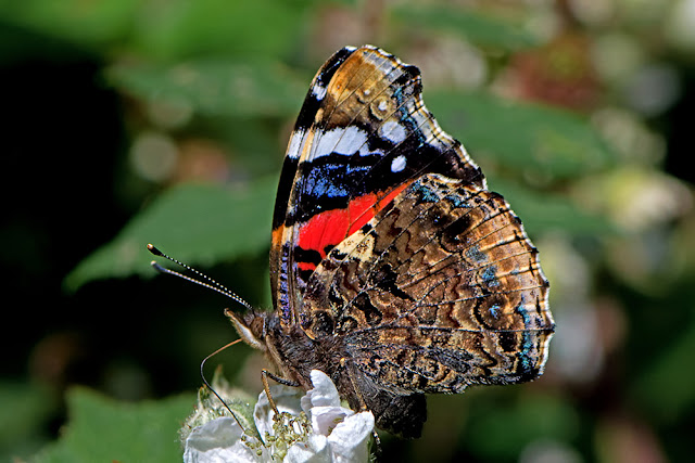 Vanessa atalanta the Red Admiral butterfly