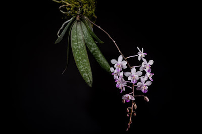 Grow and care Phalaenopsis lindeni orchid - Linden's Phalaenopsis