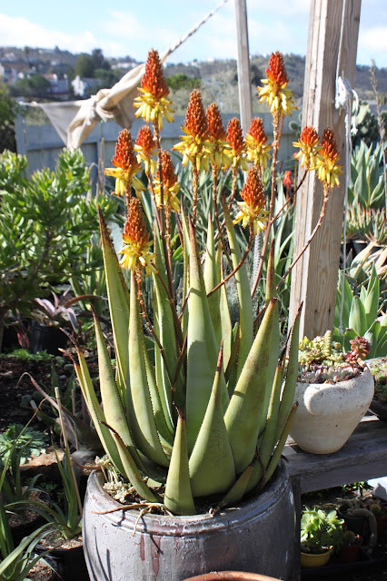 Mature Aloe wickensii in a large pot