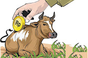  Bantuan ternak sapi pemerintah kabupaten Banyuasin diduga digelapkan oknum mantan kades.
