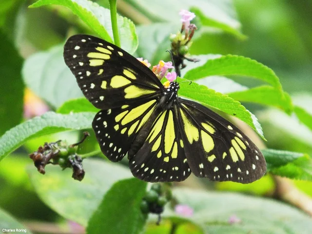 Manado Yellow Tiger Butterfly (Parantica menadensis)