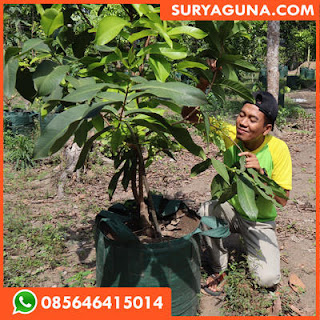 planter bag dari suryaguna 085646415014