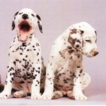 Dalmata